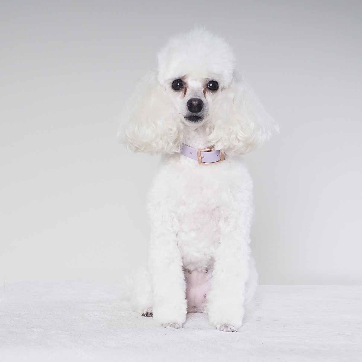 Tyylivoitto Classy narrow collar, lavender