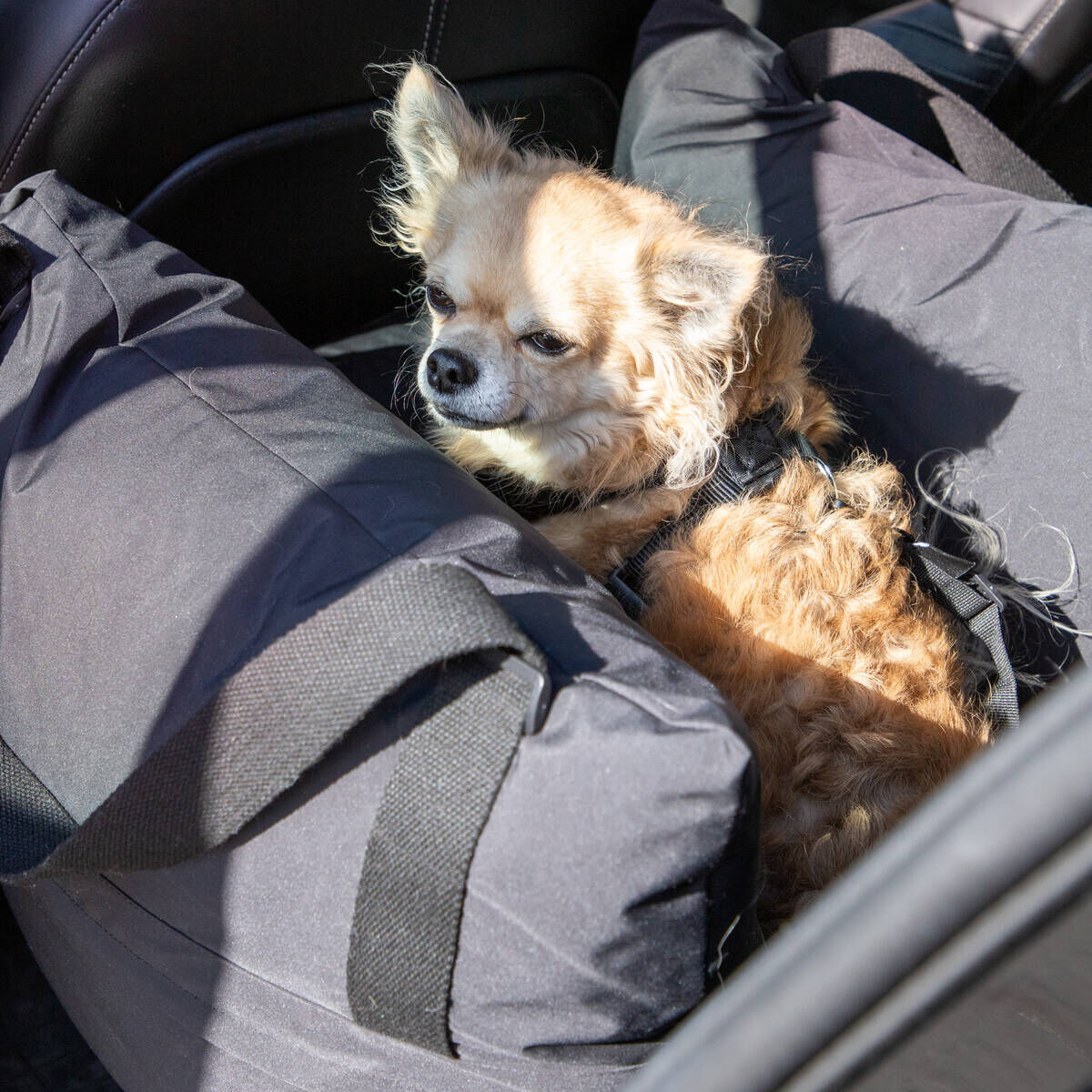 Basic Travel dog bed for car seat waterproof