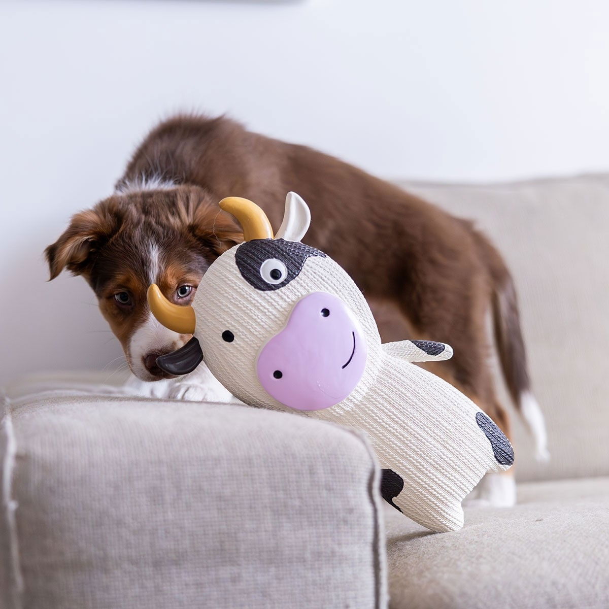 Quapas! Latex Ko XXL