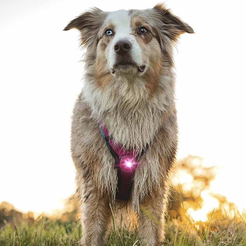 Orbiloc Dual Safety Light