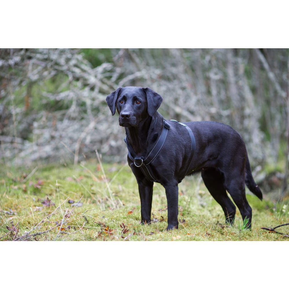 Form Polar Y-sele Nylon Svart