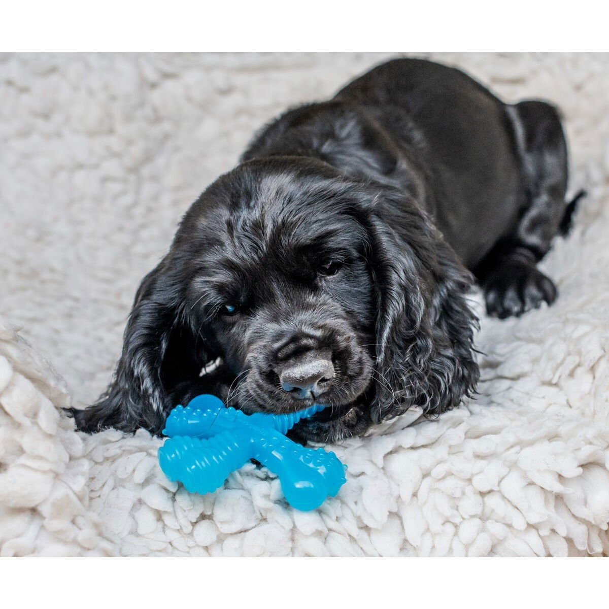 Nylabone Puppy Teething X Bone Beef XS