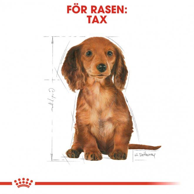 Royal Canin Dachshund Puppy torrfoder för hundvalp