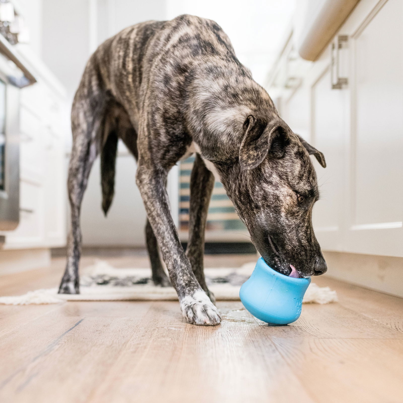 West Paw Toppl aqua blue