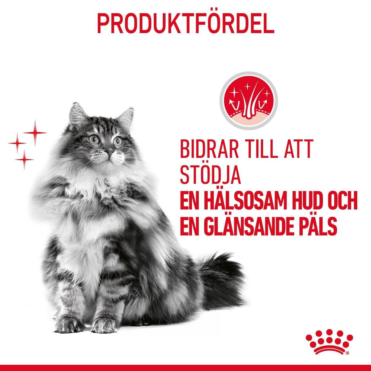 Royal Canin Hair & Skin Care Jelly Adult våtfoder för katt