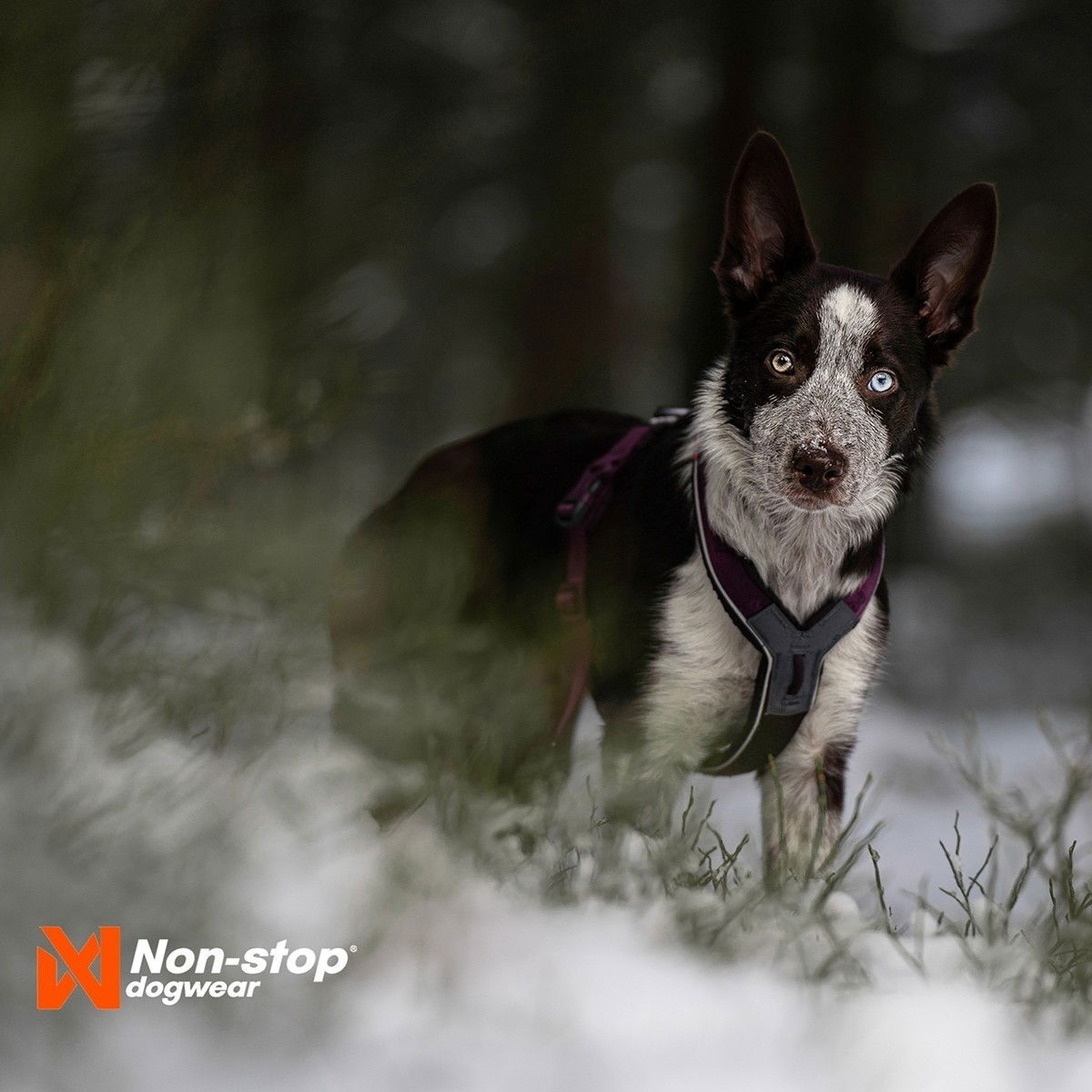 Non-Stop Line harness 5.0 purple
