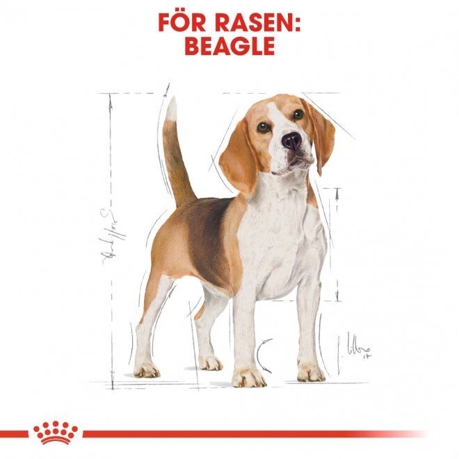 Royal Canin Beagle Adult torrfoder för hund
