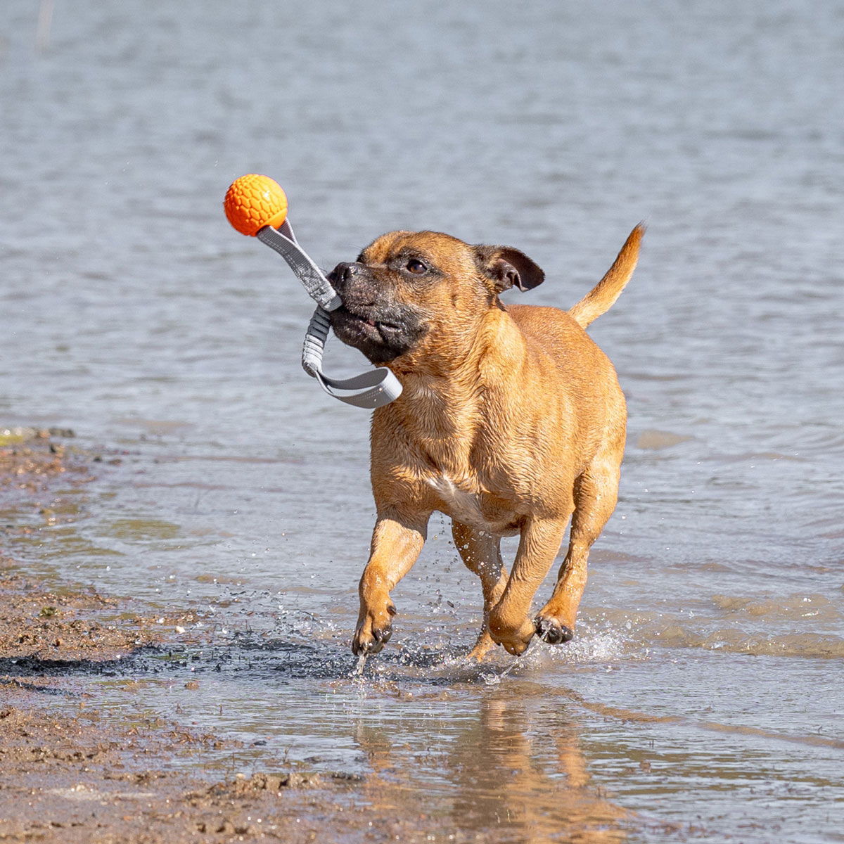 N-Gage Classic bungee handler orange