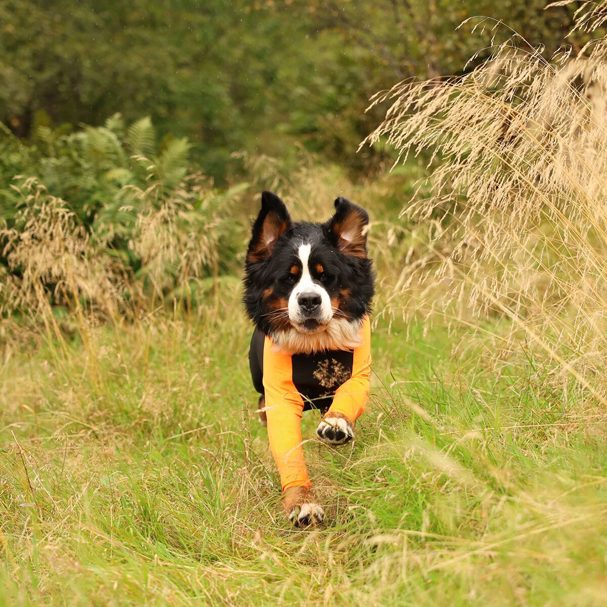 Non-stop dogwear Protector suit M orange/black