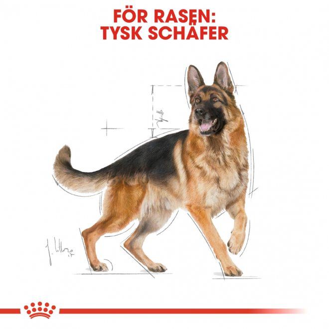 Royal Canin German Shepherd Adult torrfoder för hund