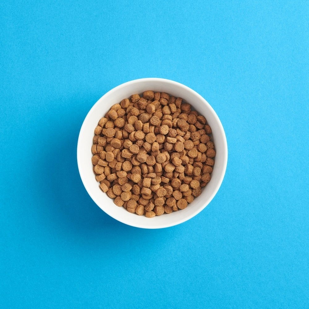 SMAAK Cat Kitten Chicken