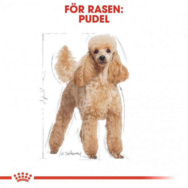 Royal Canin Poodle Adult torrfoder för hund