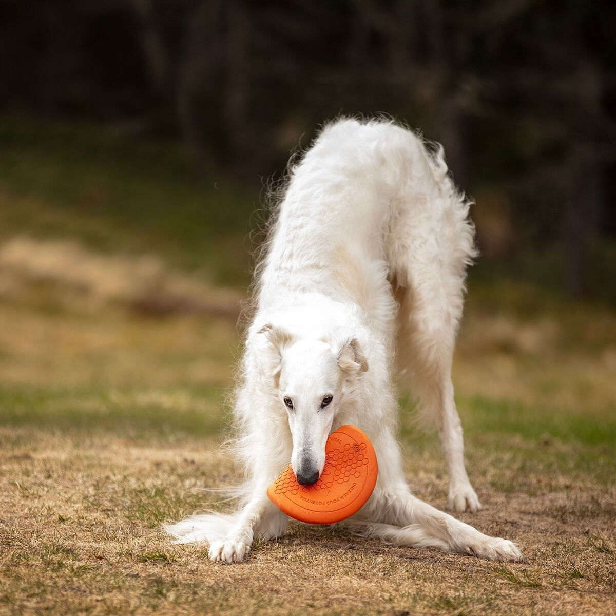 Non-Stop Dog flying disc