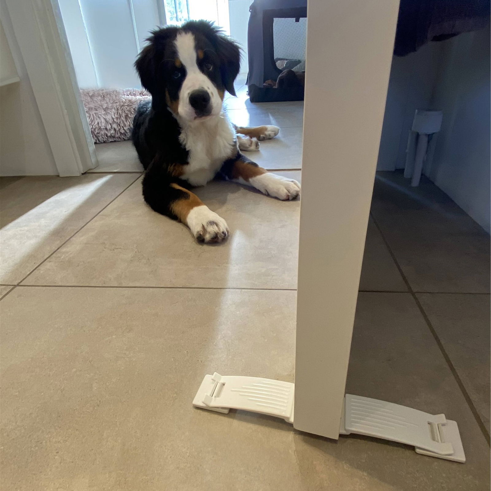 DogSpace Puppy Starter set