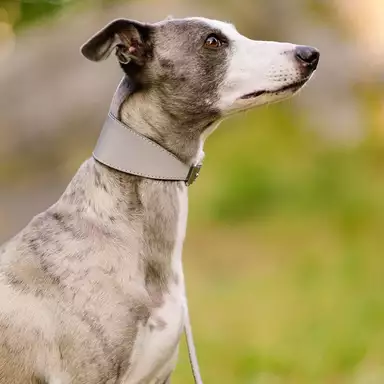 Kampanj Collar of Sweden Halsband Brett med Reflex