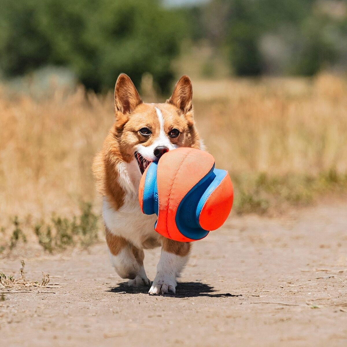 Chuckit Kick Fetch Ball L