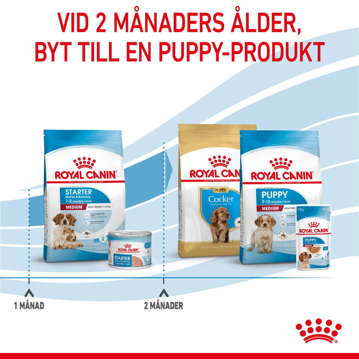 Royal Canin Medium Starter torrfoder för hund och hundvalp