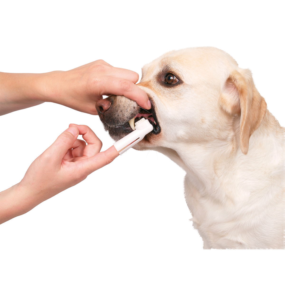 Trixie tandvårdsset, tandkräm med mintsmak