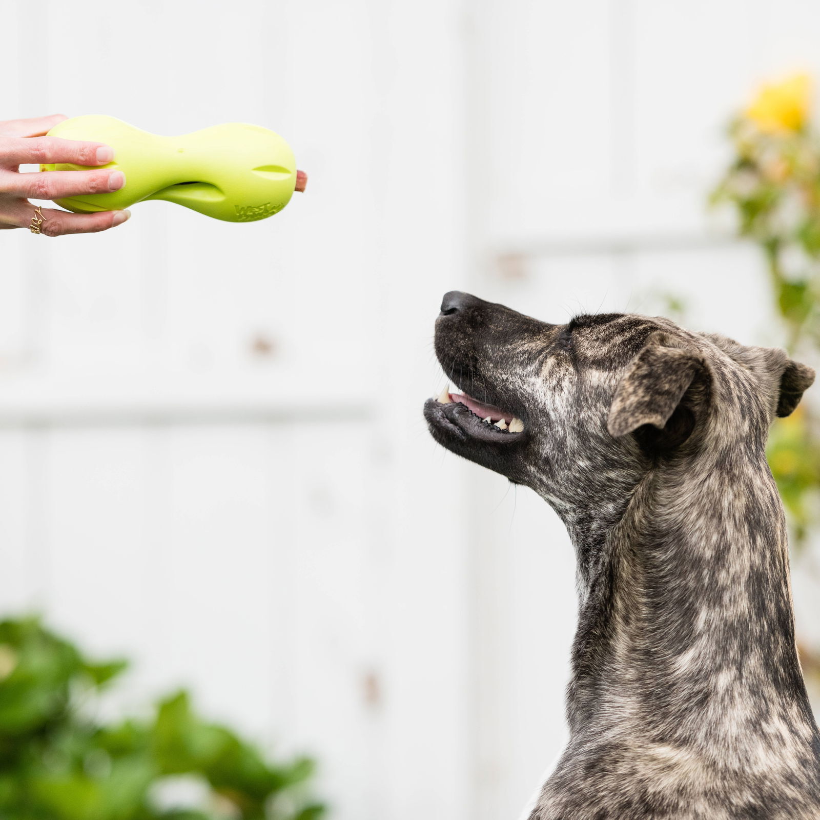 West Paw Qwizl green