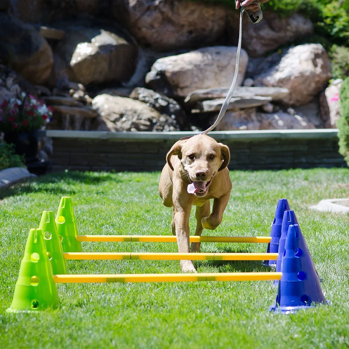 FitPaws K9 Cavaletti agility set