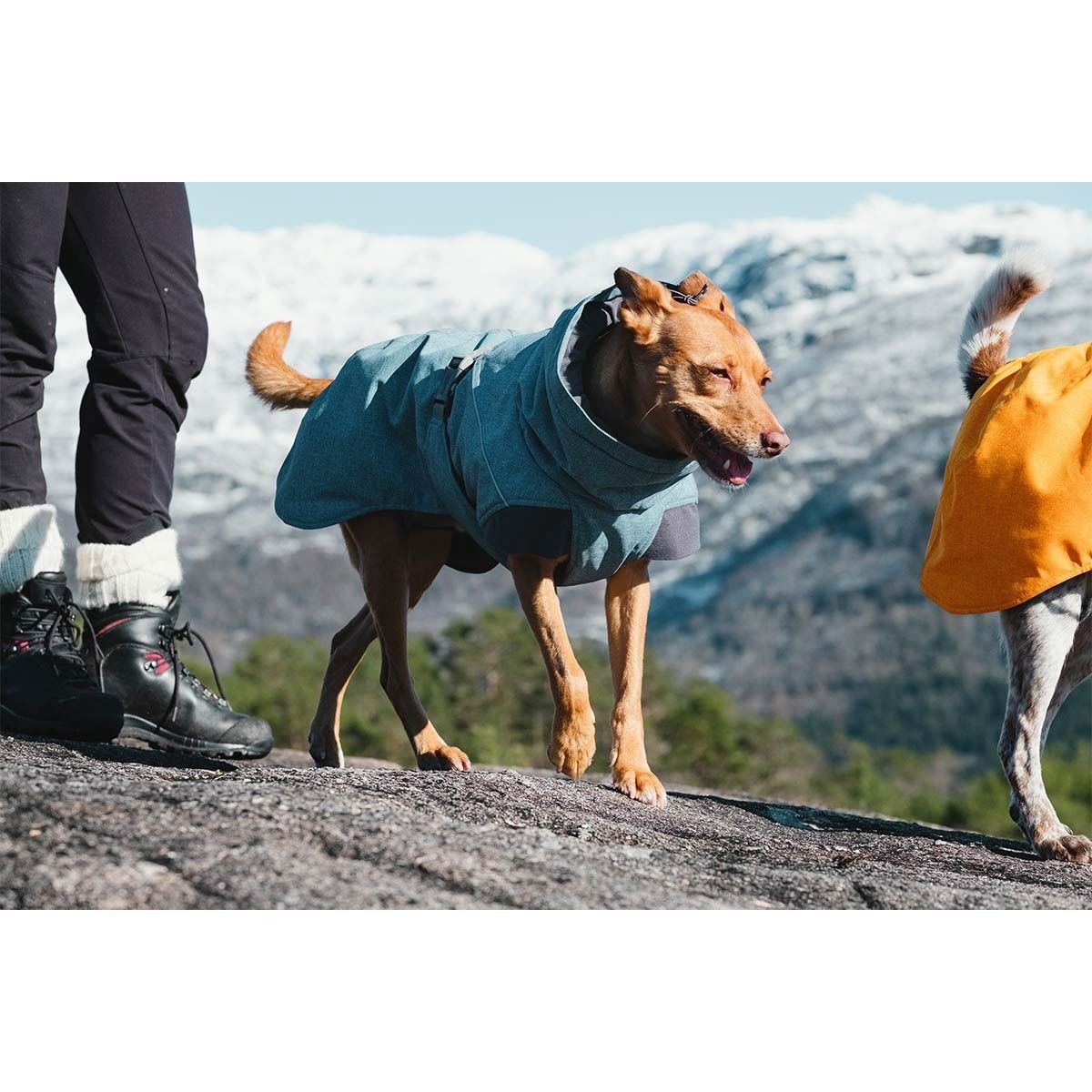 Hurtta Expedition Parka bilberry