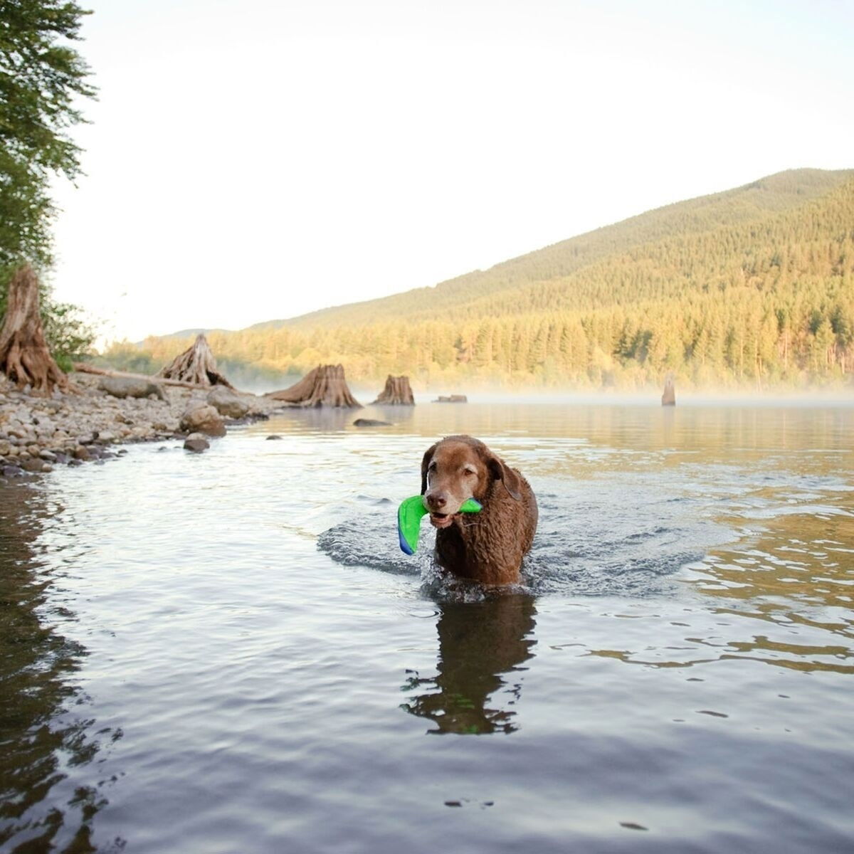 Chuckit AMPHIBIOUS BOOMERANG M