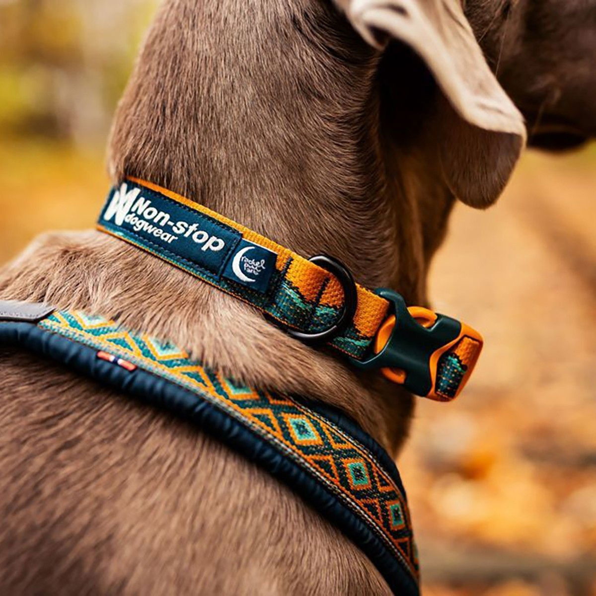Non-stop Trail quest collar RP teal/oak