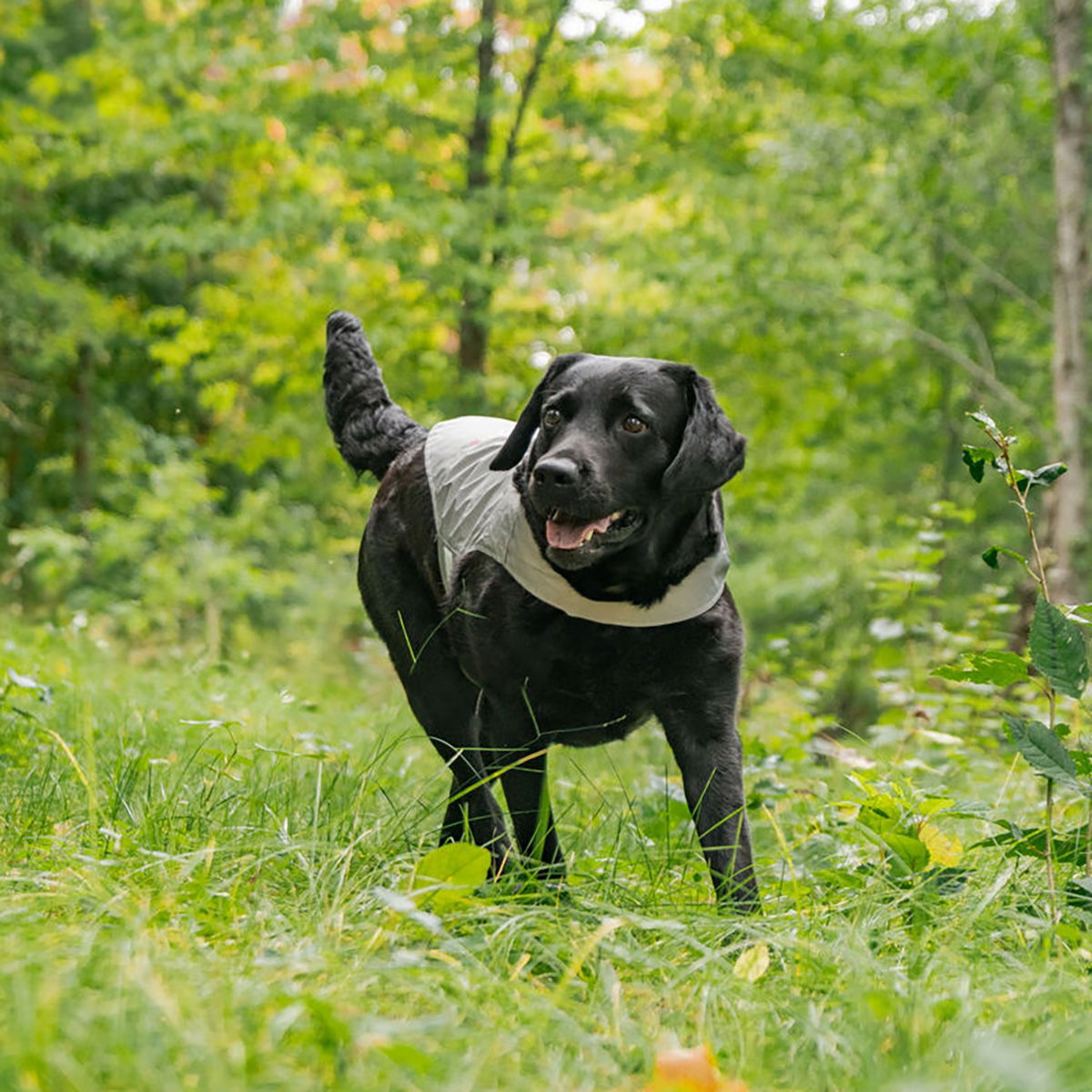 Icepeak Pet Brightly visibility vest VetZoo
