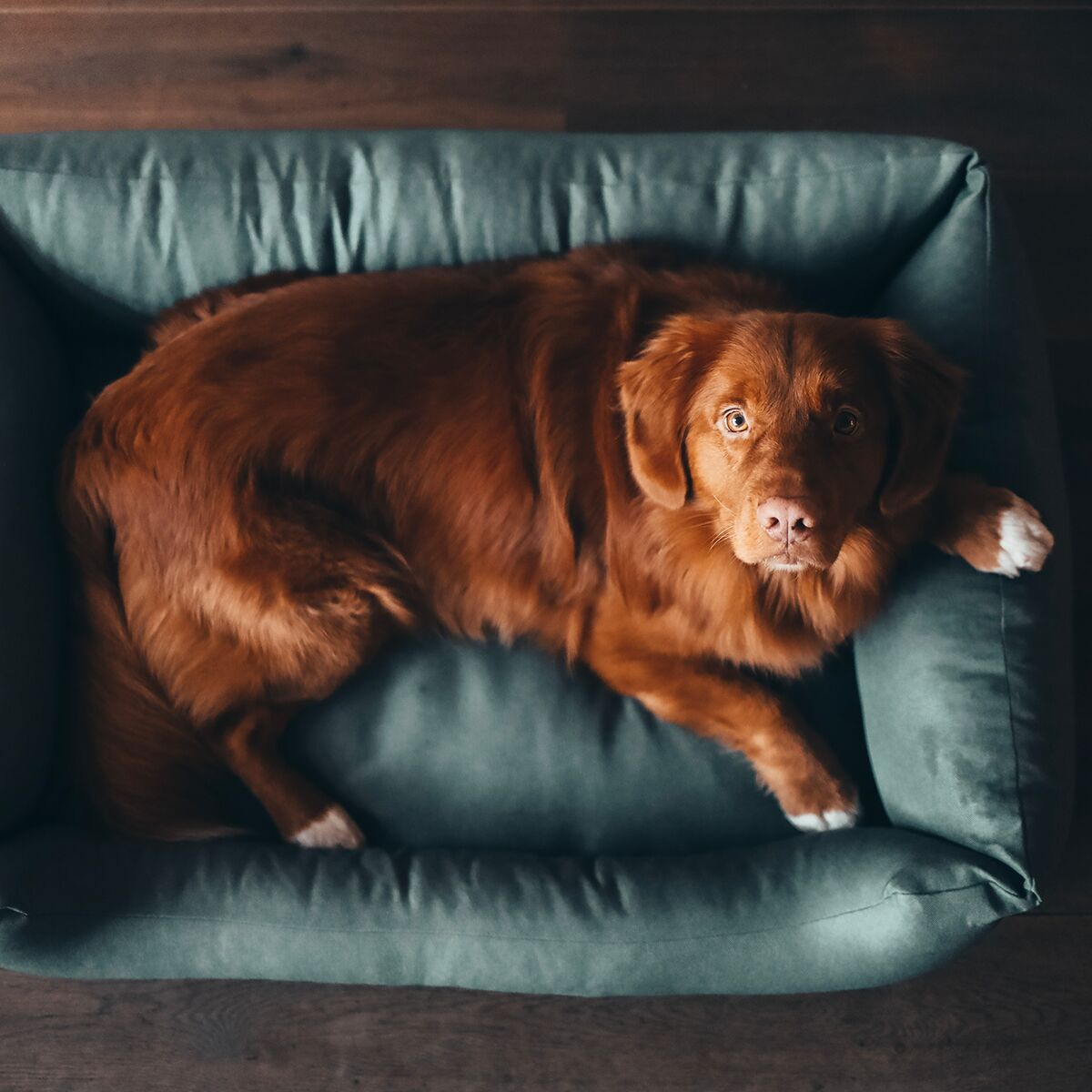 Dog bed District 70 classic, Cactus Green