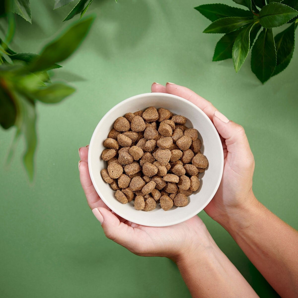 Purenatural Dog Senior