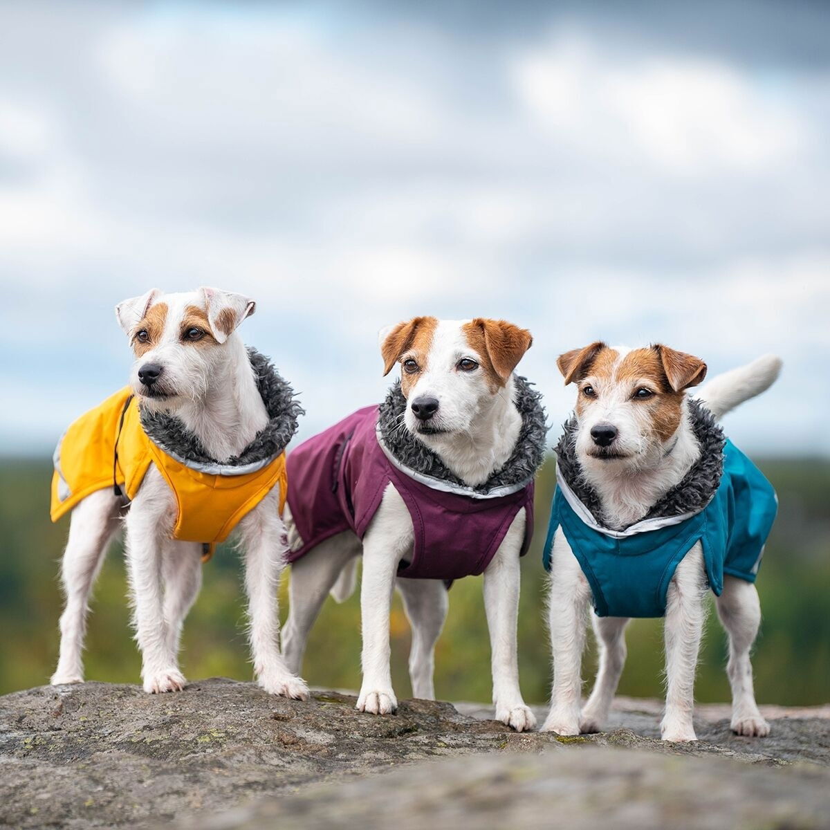 PerusPomppa for harness Plum