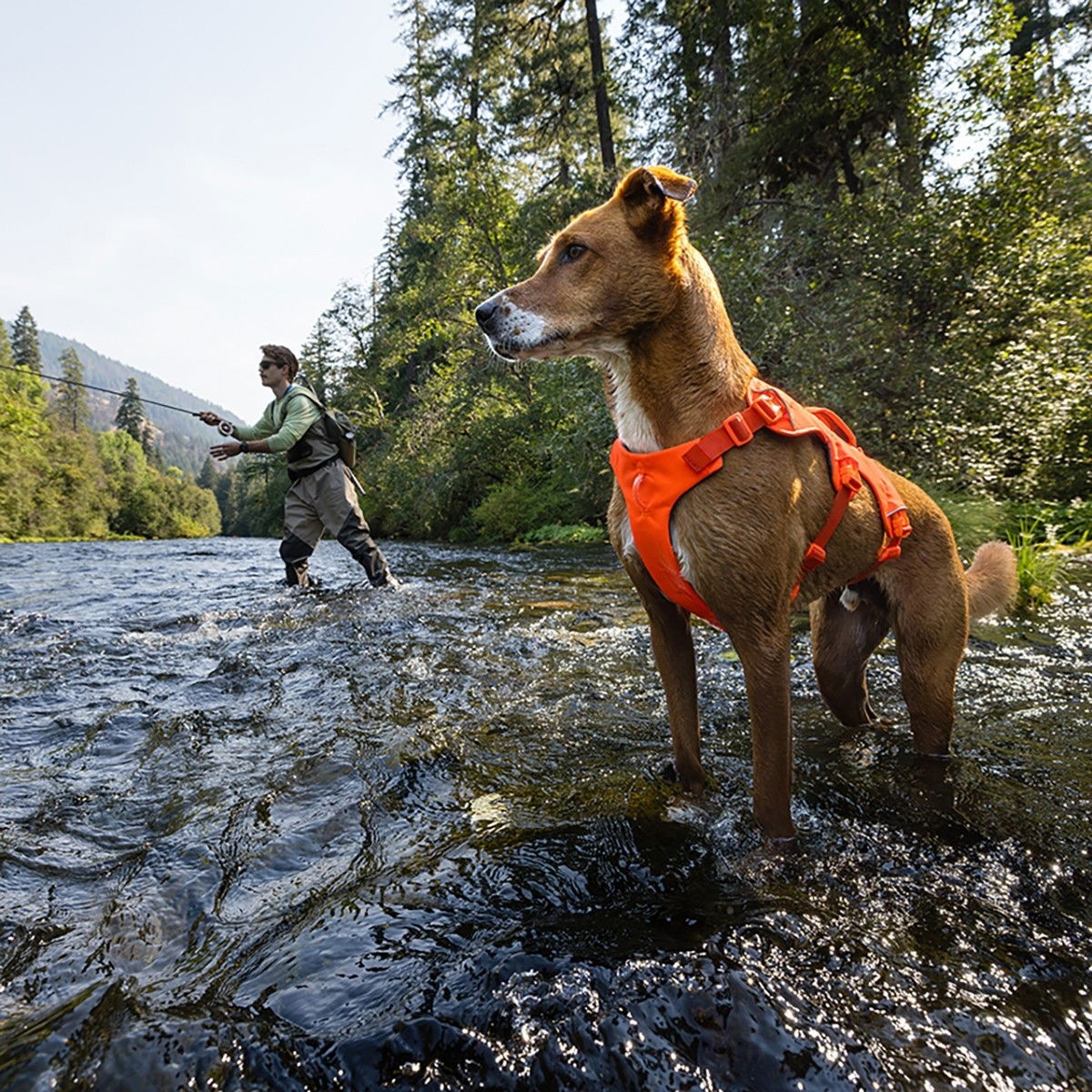 Ruffwear Web Master harness, Blaze Orange
