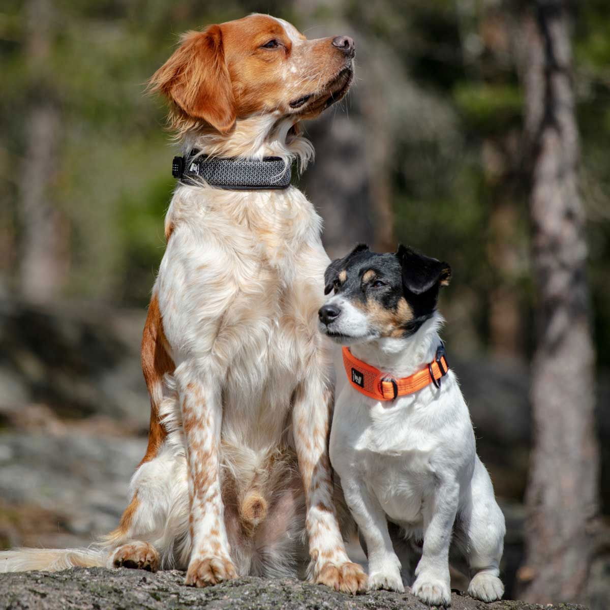 Feel Active reflective collar Orange