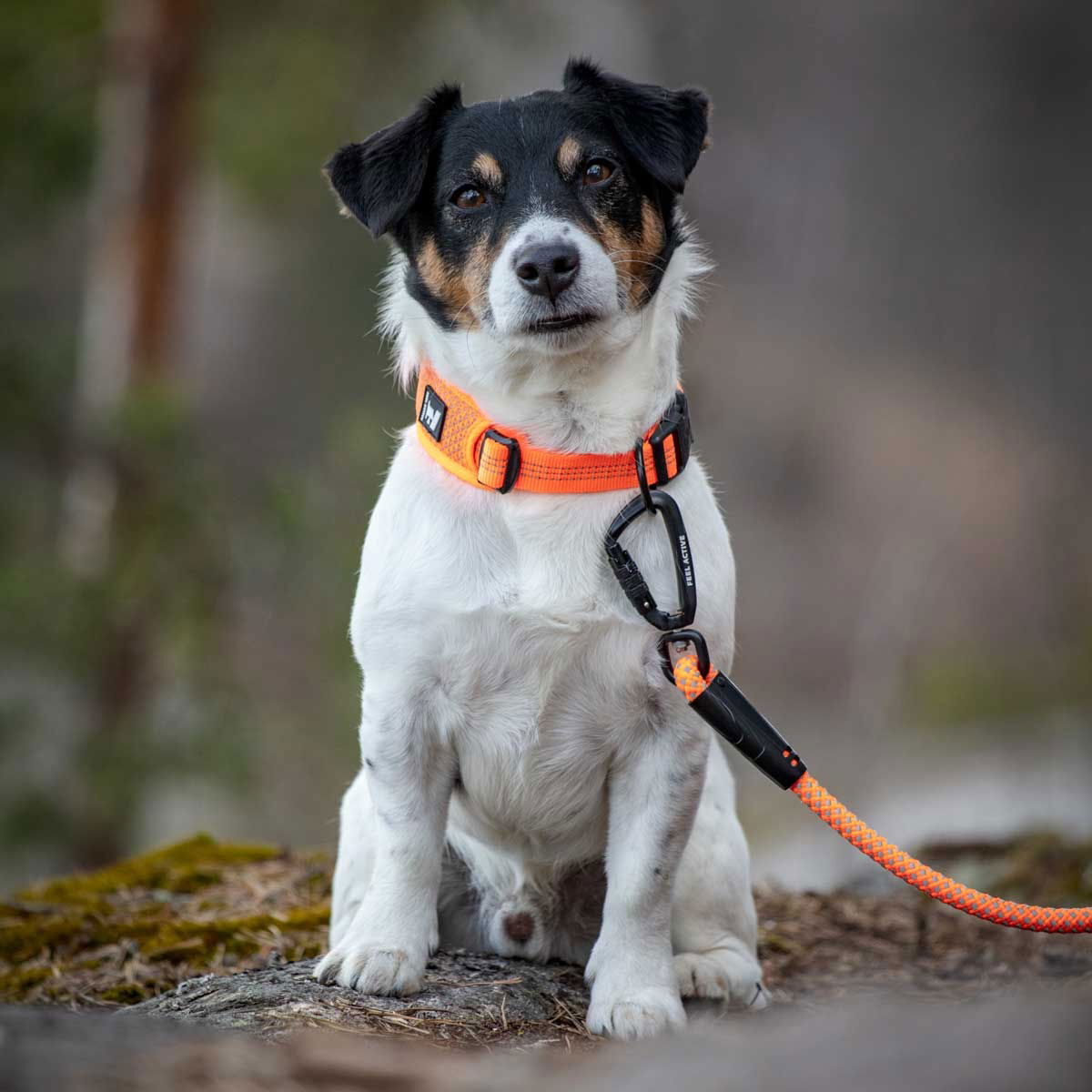 Feel Active reflective collar Orange