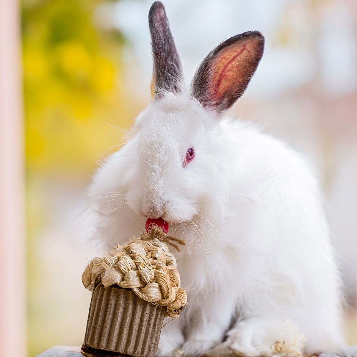 Quapas! Celebration Cupcake | Övriga djur - Kanin - Kaninleksaker | DogStyle