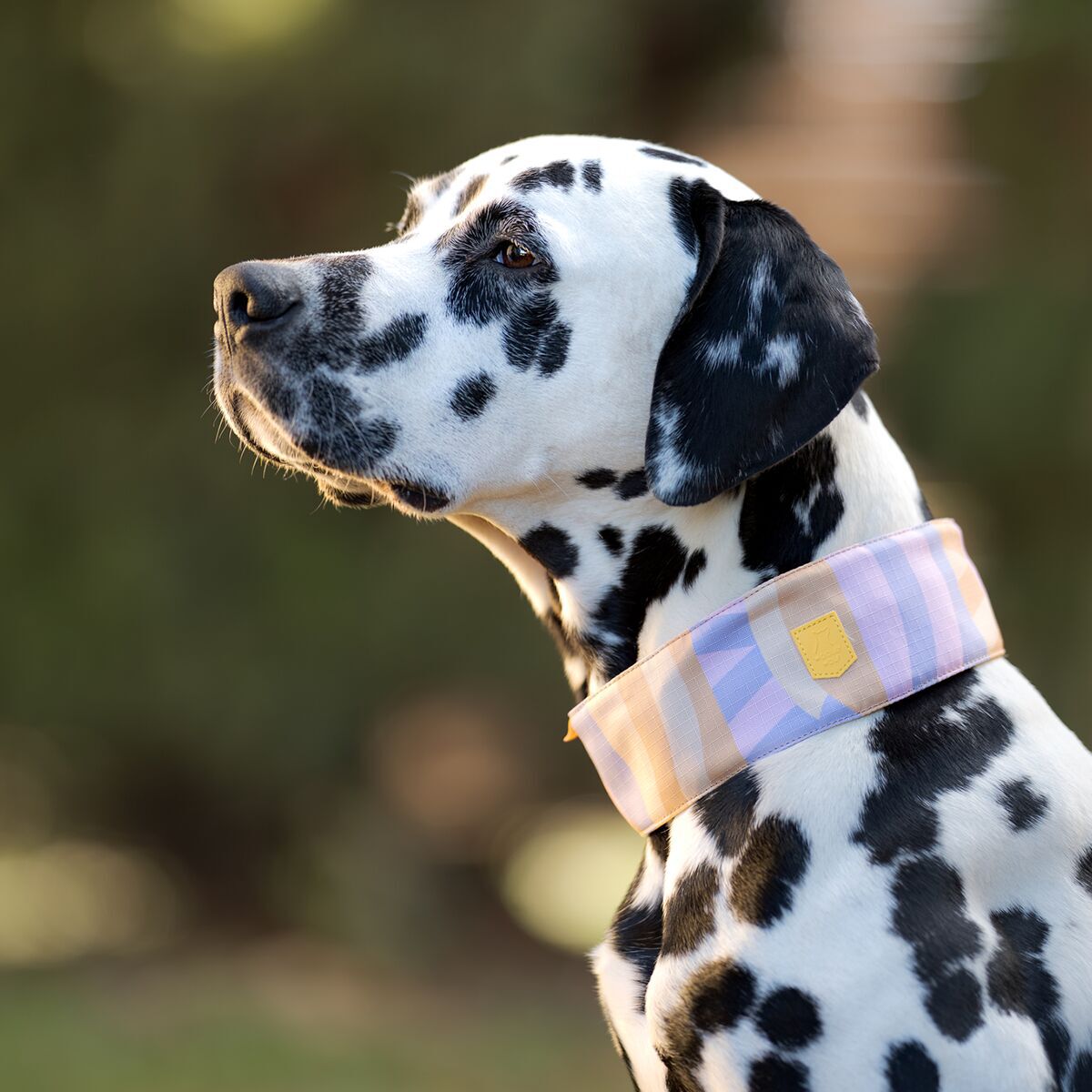 Woolly Wolf Sunshower Mjukt Hundhalsband Halvstryp Lila
