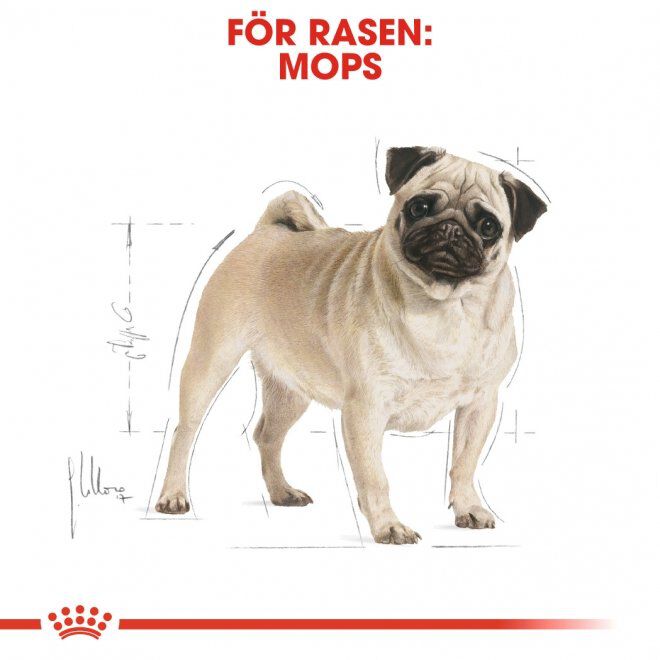 Royal Canin Pug Adult torrfoder för hund