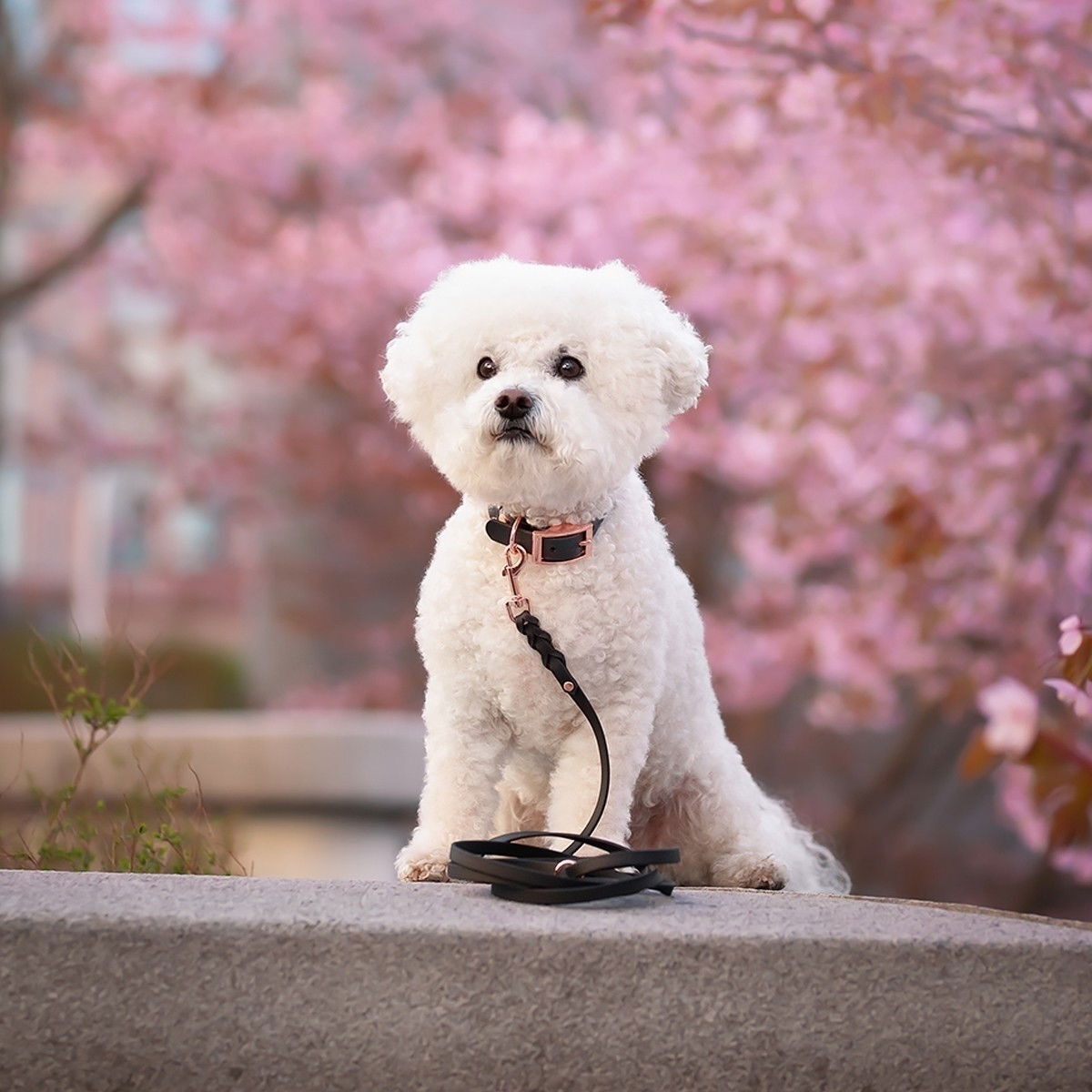 Tyylivoitto Braid leash, black