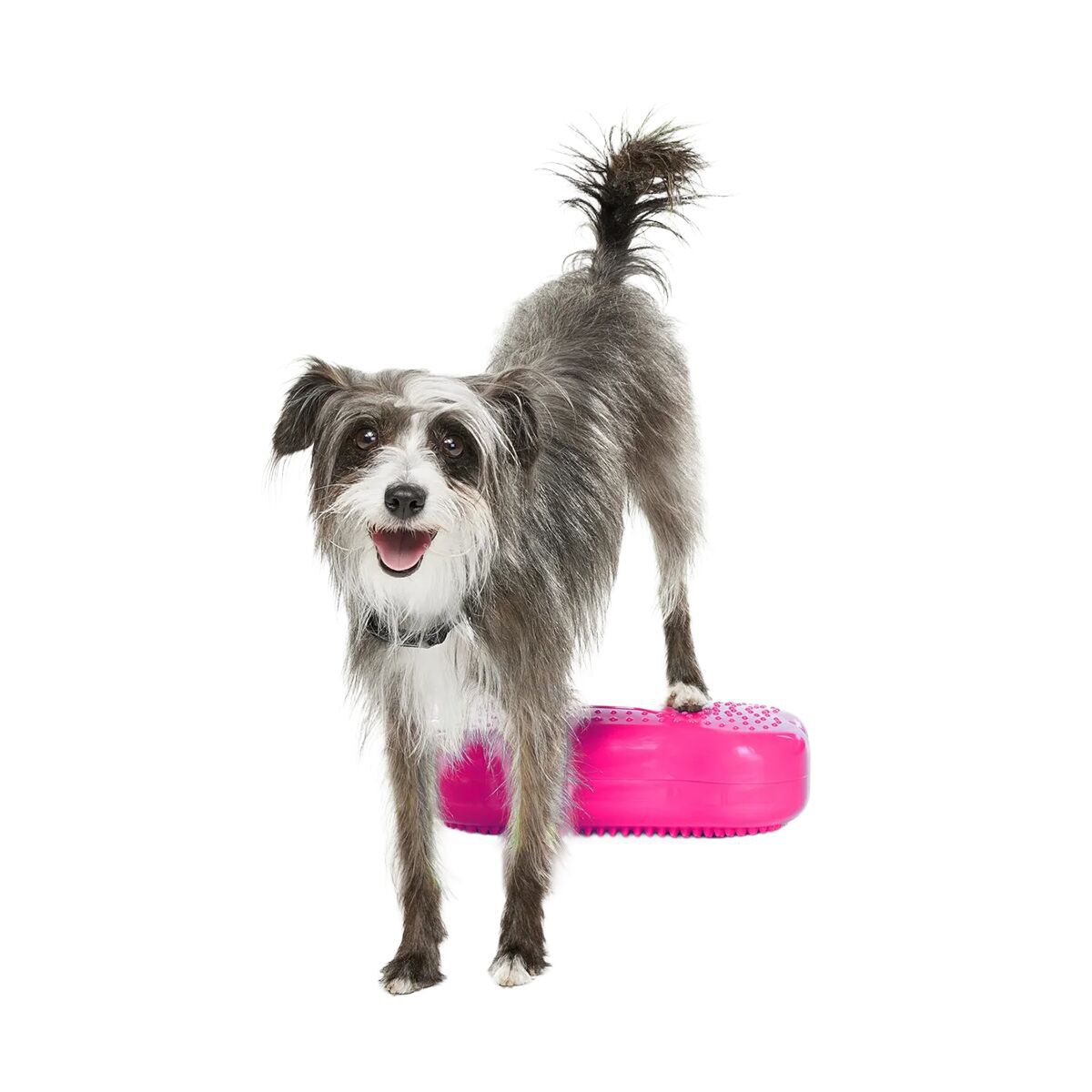 FitPaws K9FitBone Mini Balansplattor till Hund 2-pack