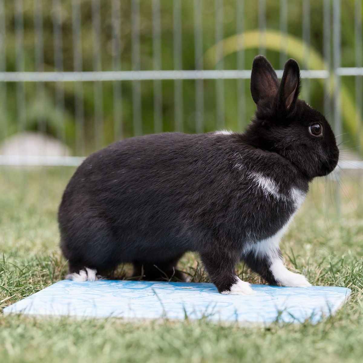 Trixie kylplatta marsvin bl 28×20cm