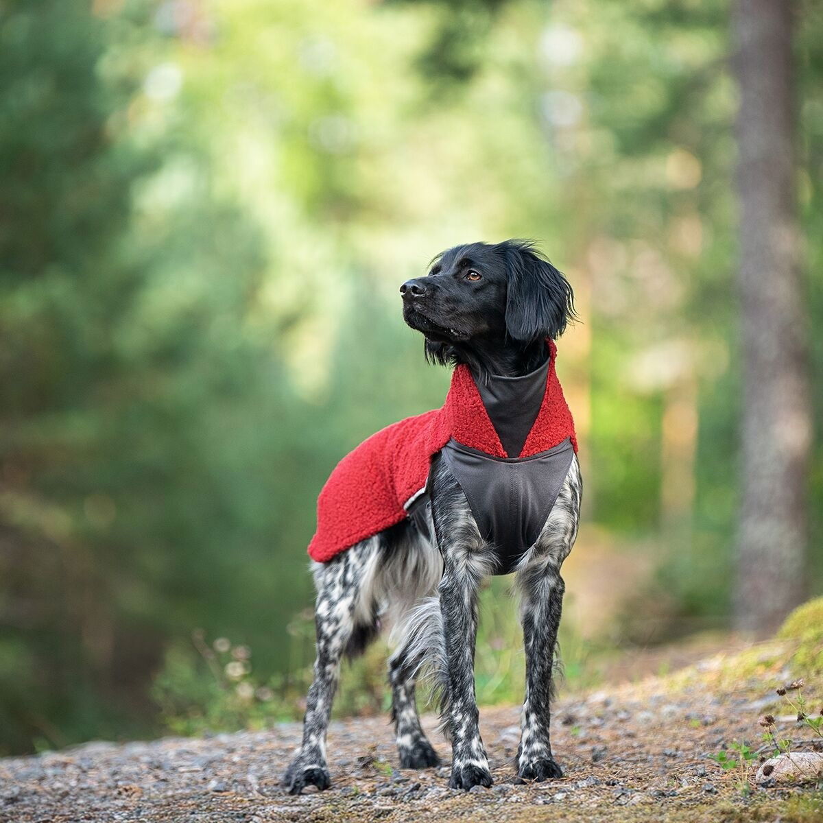 PolarPomppa Rowanberry