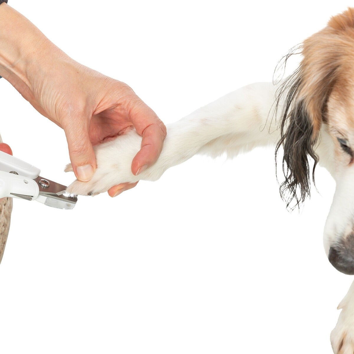 Trixie Claw scissors with LED 15cm