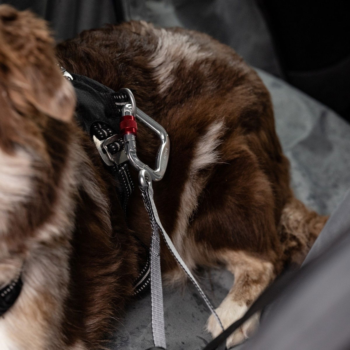 Feel Active Car Heavy Duty seatbelt tether L