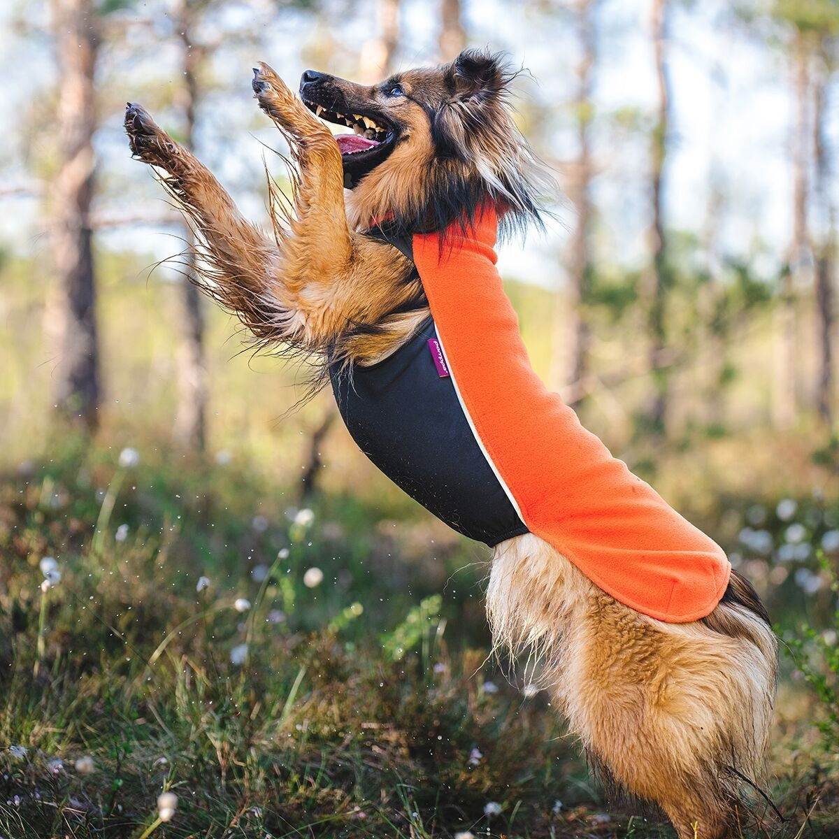 JumppaPomppa Habanero