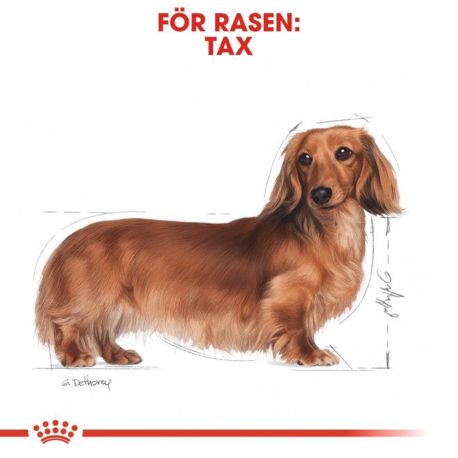 Royal Canin Dachshund Adult Loaf våtfoder för hund