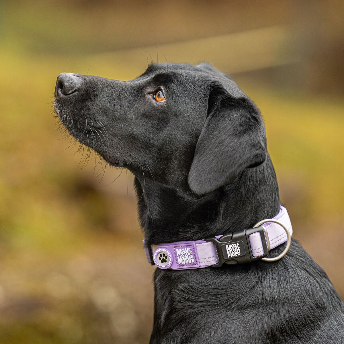 Max & Molly Smart ID Hundhalsband Matrix 2.0 Lila