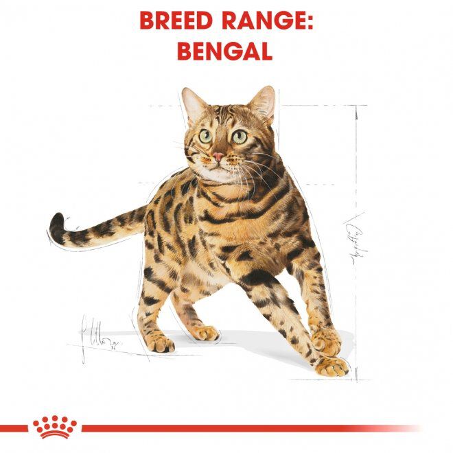 Royal Canin Bengal Adult torrfoder för katt