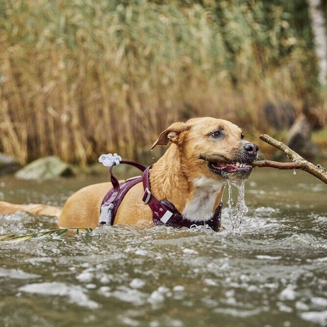 Hurtta Weekend Warrior Harness II ECO eggplant