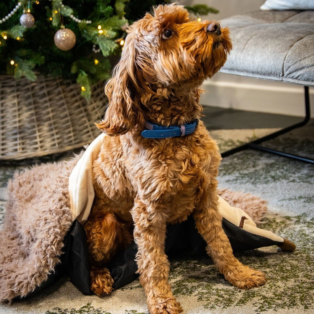 RW Hedgehog Snuffle Burrow Blanket