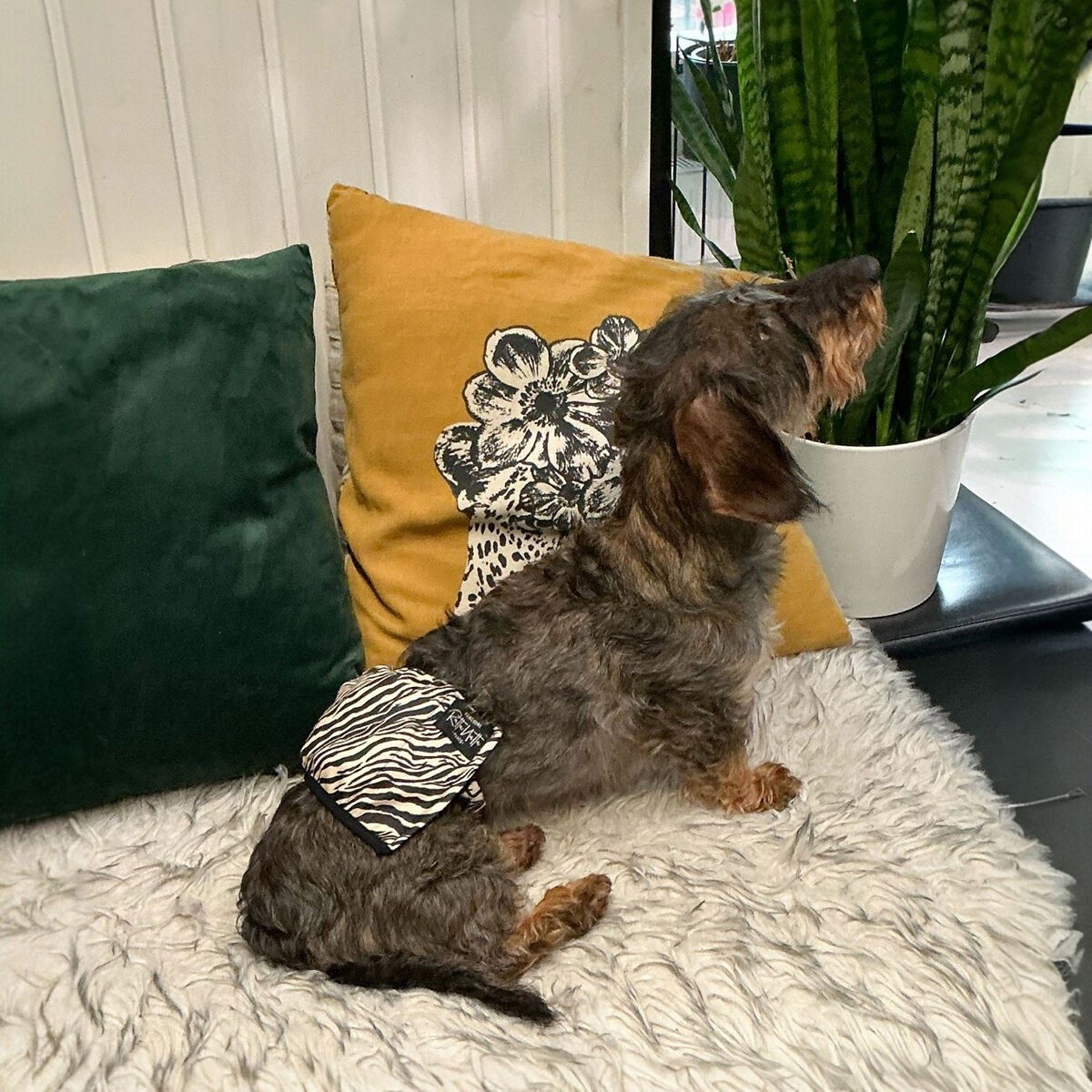 RuttuNuttu male wrap, zebra